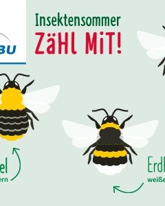 Insektensommer zähl mit! Ackerhummerl - gelb-bräunlicher Hintern, Steinhummel - orange-rötlicher Hintern, Erdhummel - weißer Hintern