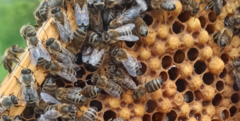 Ritex Honig-Bienenvolk