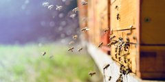 Ritex für den Bienenschutz