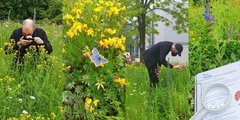 Umwelt-Blog: Insekten auf einer Blumenwiese